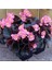 Videolu Şeker Begonya 3 Adet Karışık Renklerde Beyaz Kırmızı Pembe 20-30 cm (Begonia Semperflorens) 2