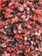 Videolu Şeker Begonya 3 Adet Karışık Renklerde Beyaz Kırmızı Pembe 20-30 cm (Begonia Semperflorens) 3