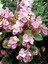 Videolu Şeker Begonya 3 Adet Karışık Renklerde Beyaz Kırmızı Pembe 20-30 cm (Begonia Semperflorens) 4
