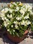 Videolu Şeker Begonya 3 Adet Karışık Renklerde Beyaz Kırmızı Pembe 20-30 cm (Begonia Semperflorens) 5