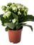 Hediyelik Beyaz Renk Kalanşo(Kalanchoe) Çiçeği Kadınlar Gününe Özel Helen Saksı Hediyeli 2