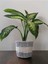 Difenbahya Tropik Salon Bitkisi Tropic Snow 50 - 70 cm 2