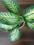 Difenbahya Tropik Salon Bitkisi Tropic Snow 50 - 70 cm 3