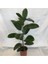 Videolu Kauçuk Bitkisi1 Adet Saksılı 60-80 cm Ev Ofis Salon Bitkisi İç Mekan Bitki (Ficus Elastica) 2