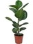 Videolu Kauçuk Bitkisi1 Adet Saksılı 60-80 cm Ev Ofis Salon Bitkisi İç Mekan Bitki (Ficus Elastica) 4