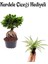 Hediyelik Bonsai Bitkisi-Çiçeği Kadınlar Gününe Özel Kurdele Çiçeği Hediyeli 1