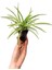 Hediyelik Bonsai Bitkisi-Çiçeği Kadınlar Gününe Özel Kurdele Çiçeği Hediyeli 3