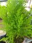 Videolu Limon Kokulu Limoni Servi 1 Adet Saksılı/ Tüplü Ev Ofis Salon Çamı 30-40 cm (Cupressus) 2