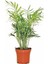 Videolu Areka Dağ Palmiyesi 1 Adet Saksılı 20-40 cm İç/ Dış Mekan Bitkisi (Chamaedorea Elegans) 1