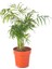 Videolu Areka Dağ Palmiyesi 1 Adet Saksılı 20-40 cm İç/ Dış Mekan Bitkisi (Chamaedorea Elegans) 3