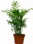 Videolu Areka Dağ Palmiyesi 1 Adet Saksılı 20-40 cm İç/ Dış Mekan Bitkisi (Chamaedorea Elegans) 4