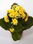 Videolu Sarı Renk Kalanşo Çiçeği 1 Adet Saksılı/Tüplü 15-25 cm Ev Ofis Bitkisi (Yellow Kalanchoe ) 1