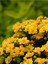Videolu Sarı Renk Kalanşo Çiçeği 1 Adet Saksılı/Tüplü 15-25 cm Ev Ofis Bitkisi (Yellow Kalanchoe ) 3