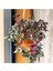 Videolu Alacalı Telgraf Çiçeği 1 Adet Saksılı/ TÜPLÜ 15 - 30 cm Ofis Ev Bitkisi (Tradescantia Zebrina) 1