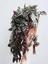 Videolu Alacalı Telgraf Çiçeği 1 Adet Saksılı/ TÜPLÜ 15 - 30 cm Ofis Ev Bitkisi (Tradescantia Zebrina) 2