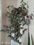Videolu Alacalı Telgraf Çiçeği 1 Adet Saksılı/ TÜPLÜ 15 - 30 cm Ofis Ev Bitkisi (Tradescantia Zebrina) 4