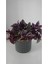 Videolu Alacalı Telgraf Çiçeği 1 Adet Saksılı/ TÜPLÜ 15 - 30 cm Ofis Ev Bitkisi (Tradescantia Zebrina) 5
