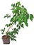 Videolu Benjamin Bitkisi 1 Adet Sakslı/ Tüpü 60-80 cm Ofis Ev Salon Bitkisi( Ficus Benjamina) 2