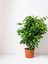 Videolu Benjamin Bitkisi 1 Adet Sakslı/ Tüpü 60-80 cm Ofis Ev Salon Bitkisi( Ficus Benjamina) 3