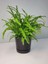 Videolu Aşk Merdiveni 1 Adet Saksılı/Tüplü 30-40 cm İç Mekan Bitkisi (Fujer Nephrolepis) 1