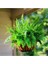 Videolu Aşk Merdiveni 1 Adet Saksılı/Tüplü 30-40 cm İç Mekan Bitkisi (Fujer Nephrolepis) 2