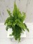 Videolu Aşk Merdiveni 1 Adet Saksılı/Tüplü 30-40 cm İç Mekan Bitkisi (Fujer Nephrolepis) 4