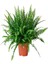 Videolu Aşk Merdiveni 1 Adet Saksılı/Tüplü 30-40 cm İç Mekan Bitkisi (Fujer Nephrolepis) 5