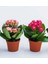 Videolu Kalanchoe Çiçeği 2 Adet Pembe Renk Kalanşo Saksılı/ Tüplü 10-20 cm Salon Bitkisi 1