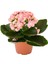 Videolu Kalanchoe Çiçeği 2 Adet Pembe Renk Kalanşo Saksılı/ Tüplü 10-20 cm Salon Bitkisi 2