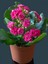 Videolu Kalanchoe Çiçeği 2 Adet Pembe Renk Kalanşo Saksılı/ Tüplü 10-20 cm Salon Bitkisi 3
