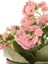 Videolu Kalanchoe Çiçeği 2 Adet Pembe Renk Kalanşo Saksılı/ Tüplü 10-20 cm Salon Bitkisi 4