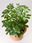 Videolu Yeşil Şeflera Çiçeği Fidanı 1 Adet Saksılı 75-90 cm İç Mekan Ofis Bitkisi(Schefflera) 2