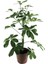 Videolu Yeşil Şeflera Çiçeği Fidanı 1 Adet Saksılı 75-90 cm İç Mekan Ofis Bitkisi(Schefflera) 4