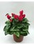 Videolu Kırmızı Sıklamen Tavşan Kulağı Çiçeği 1 Adet 20-40 cm İç Mekan Ofis Bitkisi (Cyclamen) 3