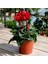 Videolu Kırmızı Sıklamen Tavşan Kulağı Çiçeği 1 Adet 20-40 cm İç Mekan Ofis Bitkisi (Cyclamen) 4