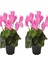 Videolu 2 Adet Pembe Sıklamen Çiçeği 30-40 cm Saksılı İç Mekan Ofis Bitkisi Pink Cyclamen 1