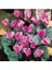 Videolu 2 Adet Pembe Sıklamen Çiçeği 30-40 cm Saksılı İç Mekan Ofis Bitkisi Pink Cyclamen 2