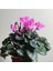 Videolu 2 Adet Pembe Sıklamen Çiçeği 30-40 cm Saksılı İç Mekan Ofis Bitkisi Pink Cyclamen 3