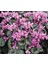 Videolu 2 Adet Pembe Sıklamen Çiçeği 30-40 cm Saksılı İç Mekan Ofis Bitkisi Pink Cyclamen 4