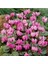 Videolu 2 Adet Pembe Sıklamen Çiçeği 30-40 cm Saksılı İç Mekan Ofis Bitkisi Pink Cyclamen 5