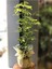 Videolu Çift Dal Alacalı Şeflera Çiçeği 50-80 cm Saksılı İç Mekan Bitkileri (Schefflera) 1
