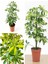Videolu Çift Dal Alacalı Şeflera Çiçeği 50-80 cm Saksılı İç Mekan Bitkileri (Schefflera) 2