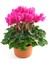 Videolu Sıklamen 3 Adet Saksılı 20-30 cm Pembe,kırmızı,beyaz Salon Balkon Bitkisi (Cyclamen) 3