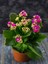 Videolu Pembe Kalanşo Çiçeği 1 Adet Saksılı 15-25 cm Salon Balkon Bitkisi (Purple Kalanchoe) 1