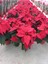 Videolu Kırmızı Atatürk Çiçeği Fidanı 20-40 cm Saksılı İç Mekan Bitkileri (Red Poinsettia) 2