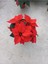 Videolu Kırmızı Atatürk Çiçeği Fidanı 20-40 cm Saksılı İç Mekan Bitkileri (Red Poinsettia) 3