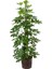 Videolu Tek Dal Şeflera Çiçeği 45-65 cm Saksılı İç Mekan/salon Bitkileri (Schefflera) 1