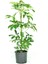 Videolu Tek Dal Şeflera Çiçeği 45-65 cm Saksılı İç Mekan/salon Bitkileri (Schefflera) 2