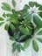 Videolu Tek Dal Şeflera Çiçeği 45-65 cm Saksılı İç Mekan/salon Bitkileri (Schefflera) 3