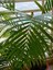 Videolu Areca Palm-Areka Palmiyesi 1 Adet Saksılı 20-40 cm Ev Ofis Bitkisi (Dypsis Lucentes) 1
